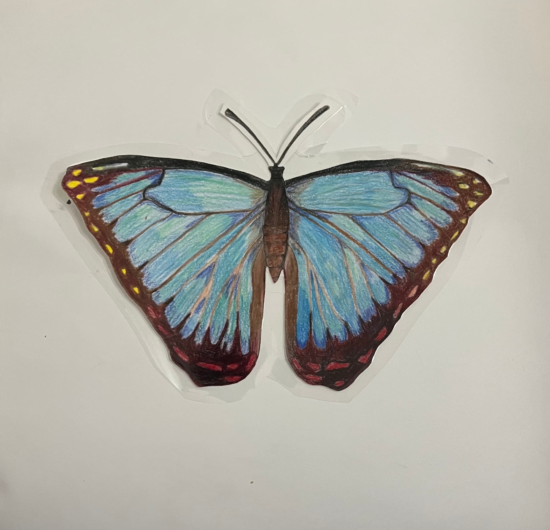 The Blue Morpho Butterfly